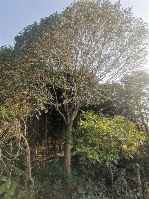 河南.jpg 河南.jpg