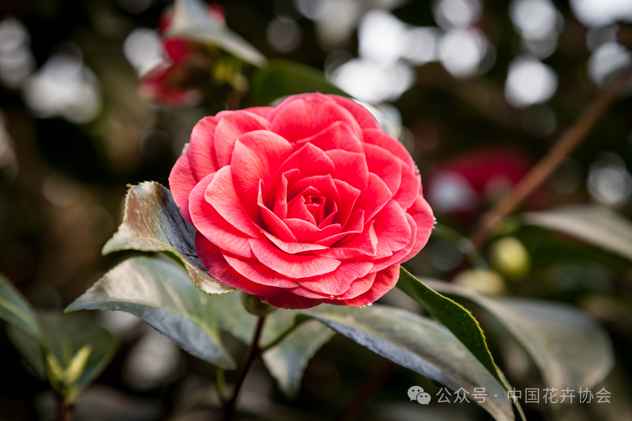 2-2山茶花